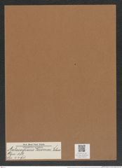 Aulacodiscus beeveriae Johns (de-Toni-Nr.: Genus 182, Species 4490) Zeichnungen Sammlung Grunow Mappe 04410 (Herbarium_W_Grunow_drawings_Folder_04410)